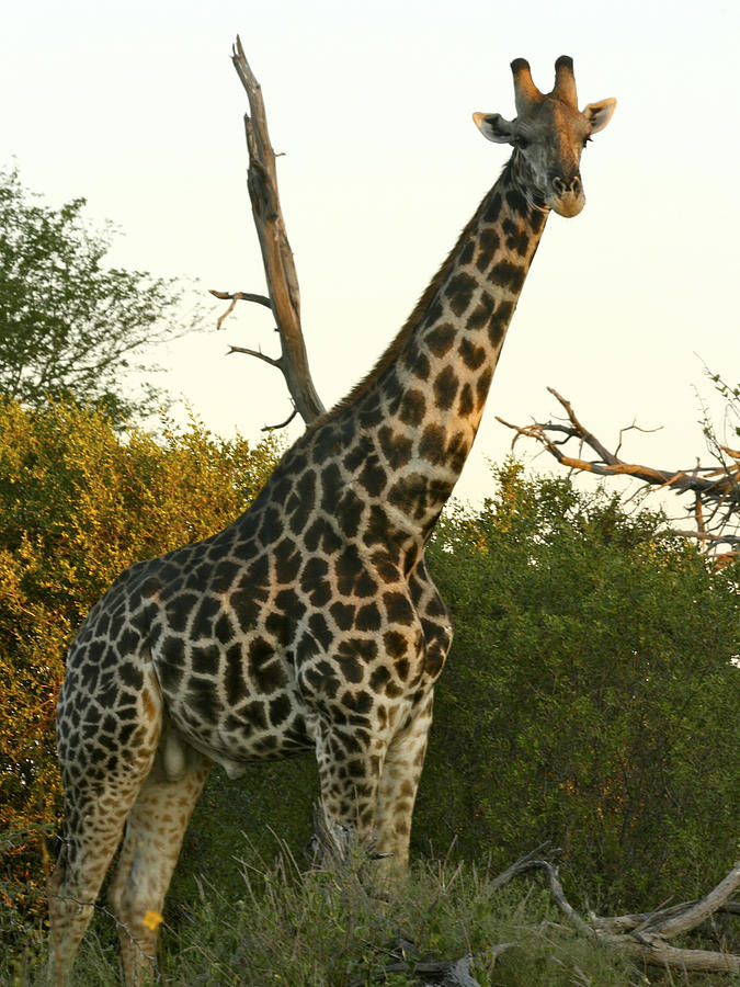 Curious Giraffe Photograph by Karen Zuk Rosenblatt