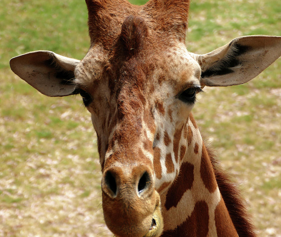 Curious Giraffe Photograph by Laurel Powell