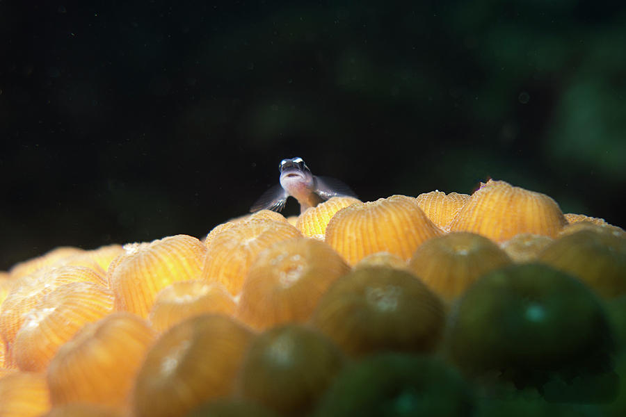 Nature Photograph - Curious Goby by Monique Taree