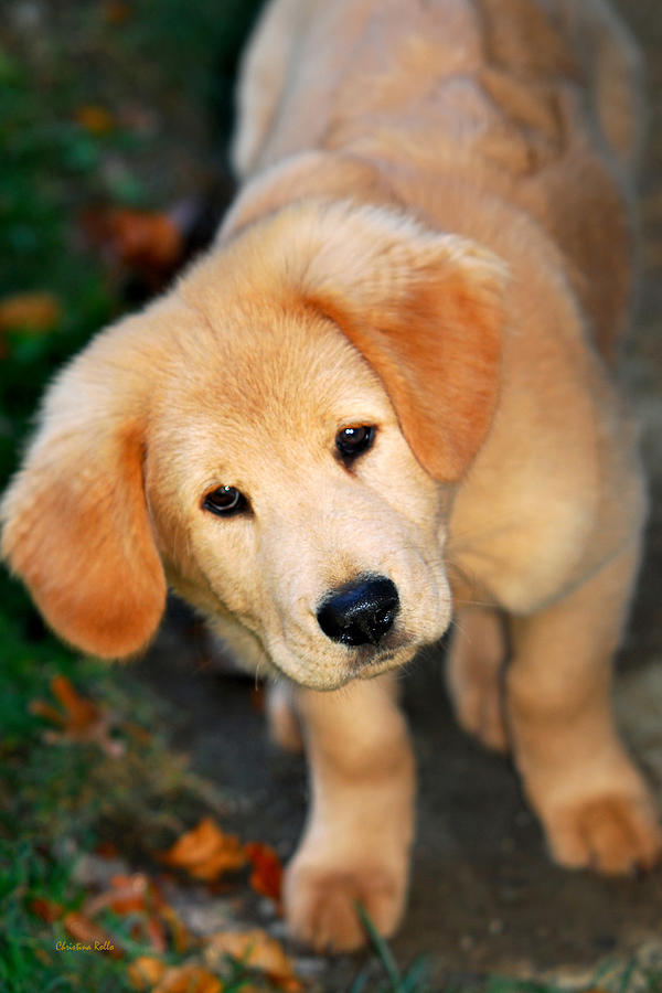 Curious Golden Retriever Pup Photograph by Christina Rollo