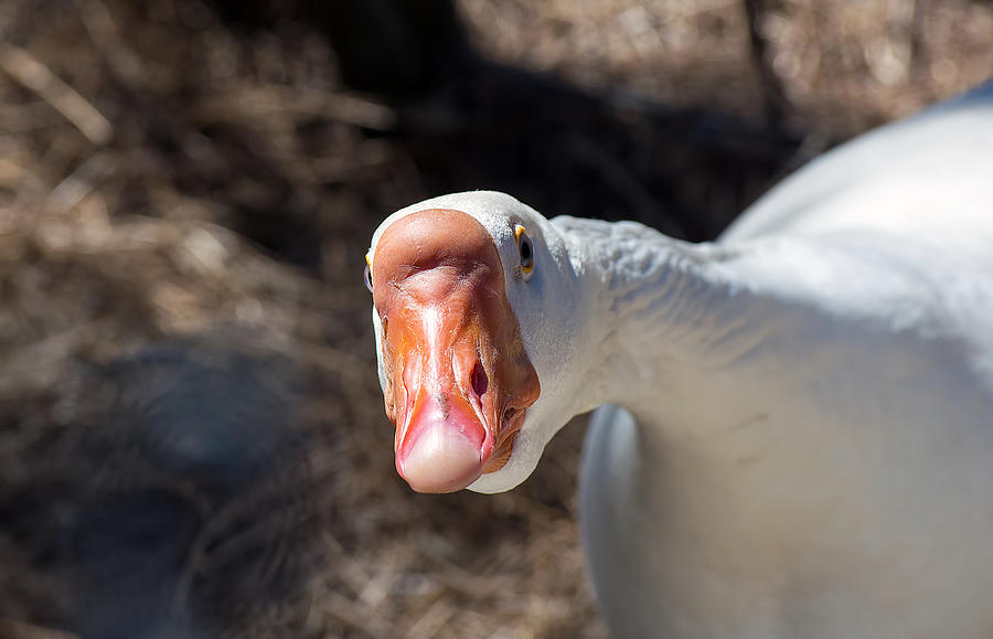 Curious Goose Photograph by Kenneth Albin