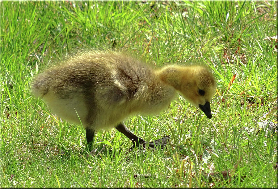 Curious Gosling Photograph by Mikki Cucuzzo