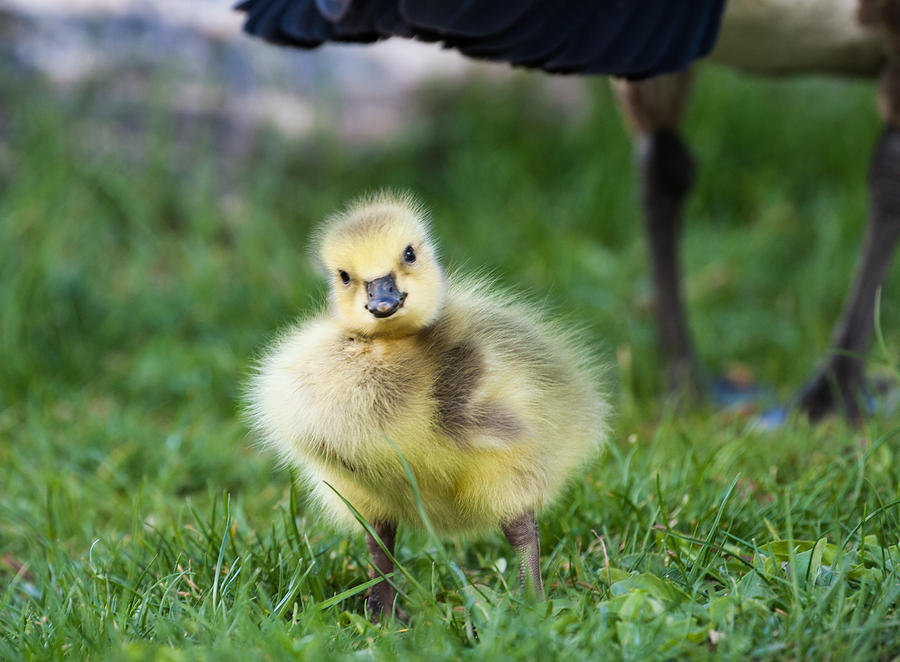 Curious Gosling Photograph by Mindy Musick King