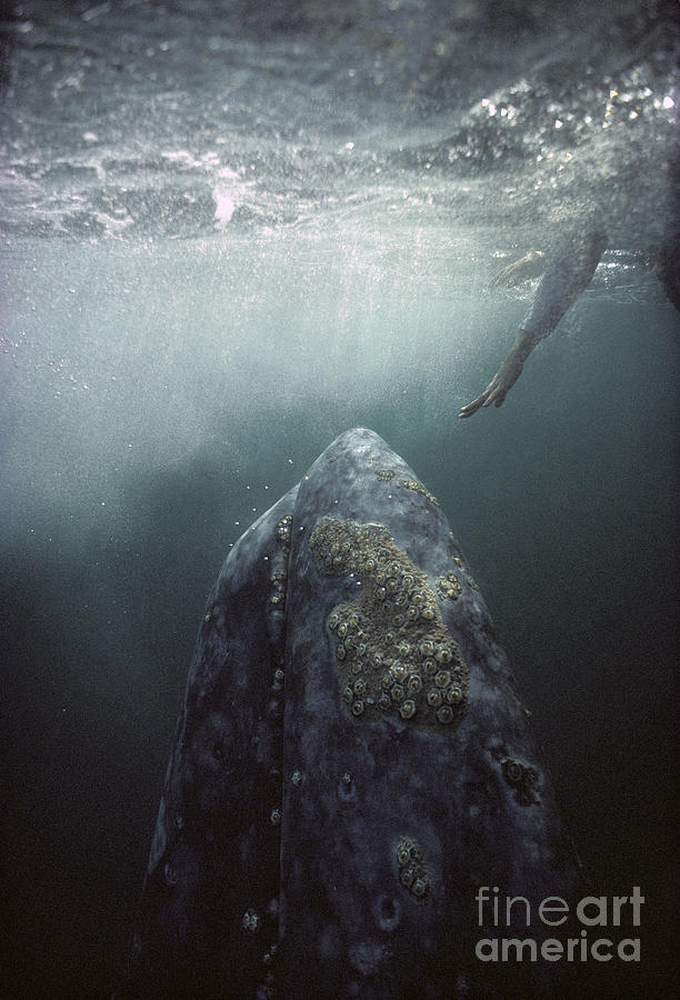 Curious Gray Whale and Tourist Photograph by Tui De Roy
