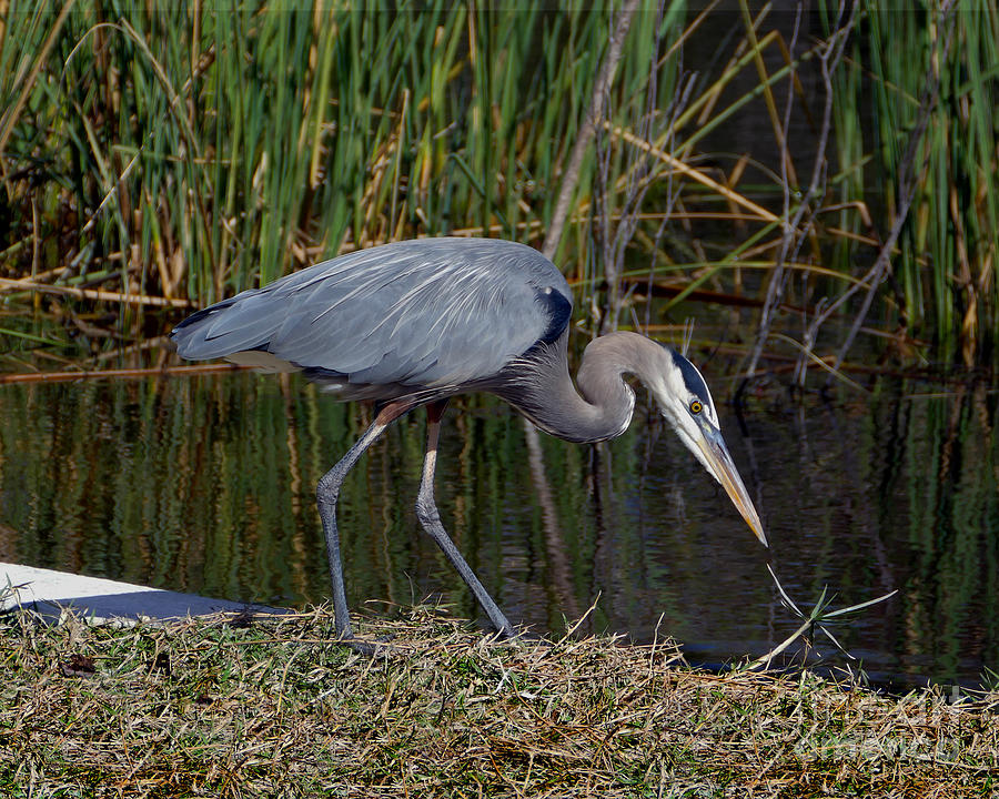 Curious Great Blue Heron Photograph by Catherine Sherman