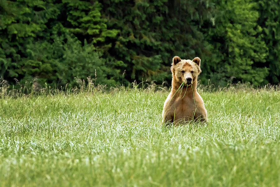 Curious Grizzly Photograph by Inge Riis McDonald