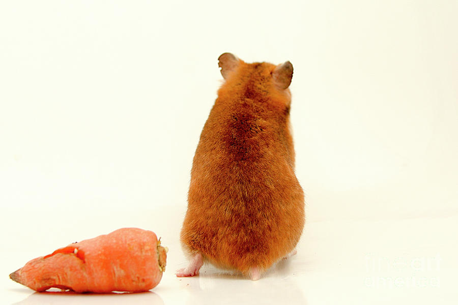 Vegetable Photograph - Curious Hamster 1 by Yedidya yos mizrachi