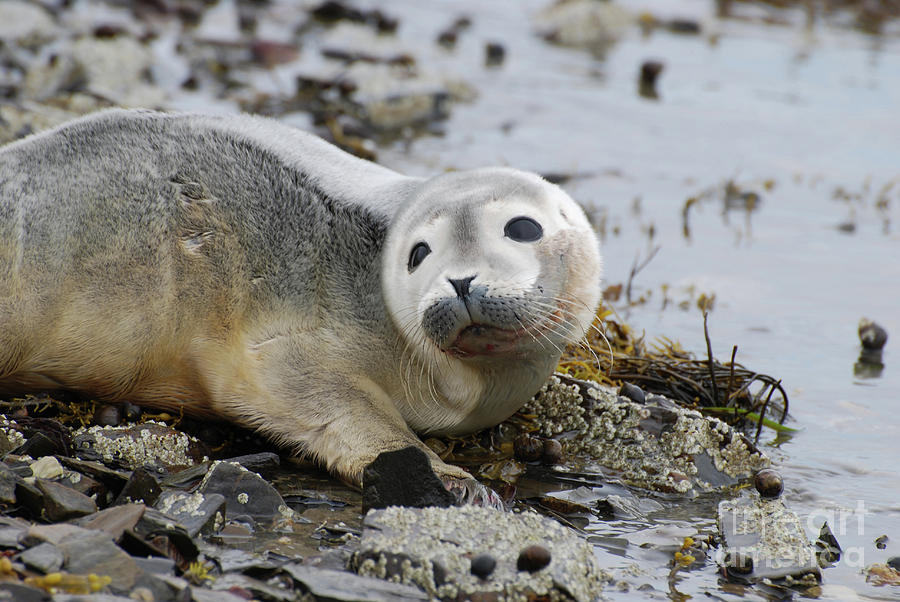 Curious Harbor Seal Pup Photograph by DejaVu Designs