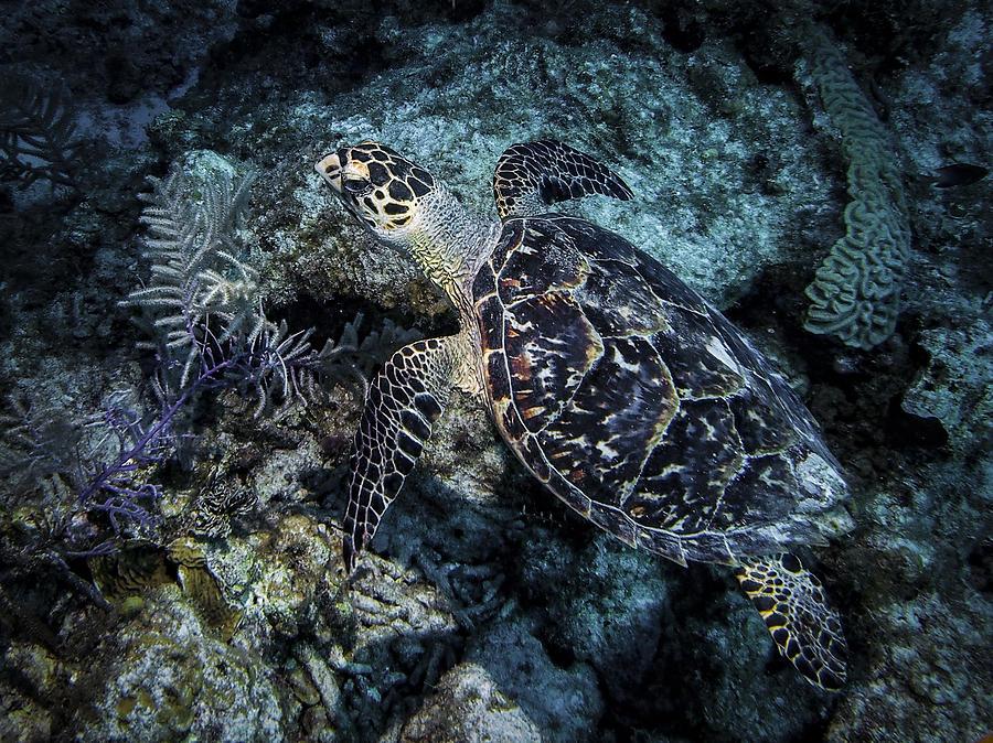 Curious Hawksbill Turtle Photograph by Jean Noren