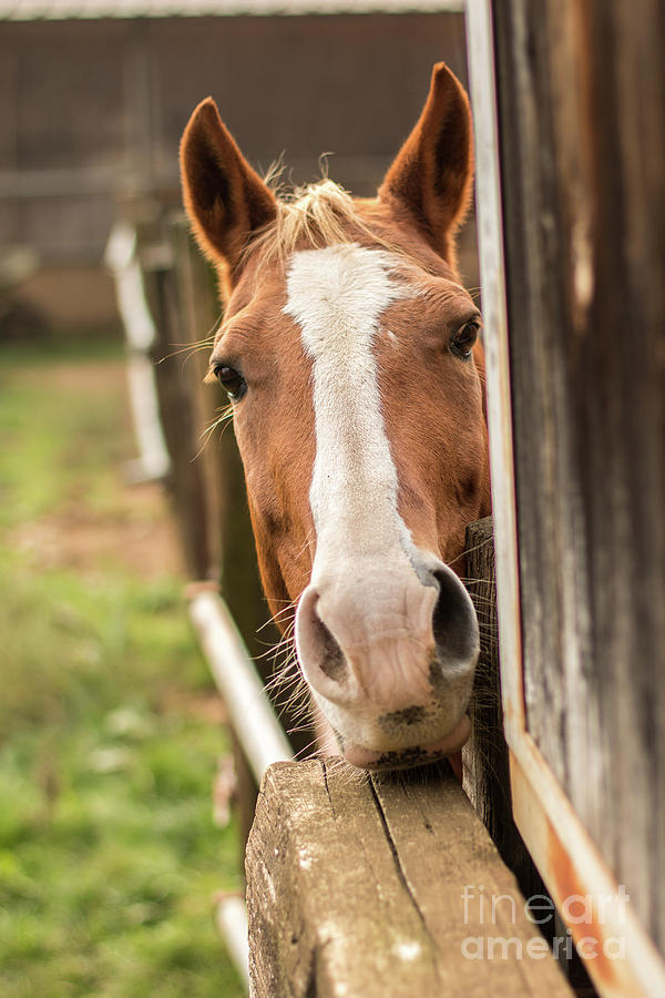 Curious Horse by Fabrizio Malisan Curious Horse by Fabrizio Malisan