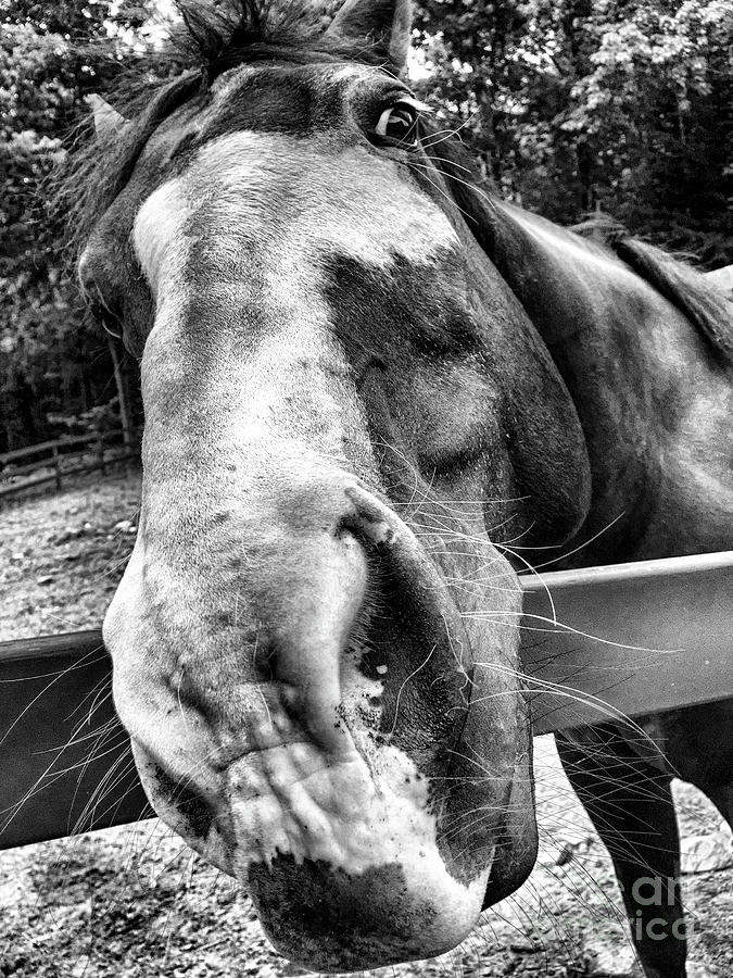 Curious Horse Photograph by Mim White