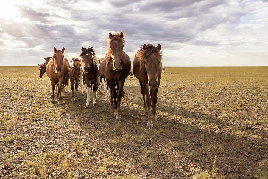 Curious Horses Photograph by Hitendra SINKAR