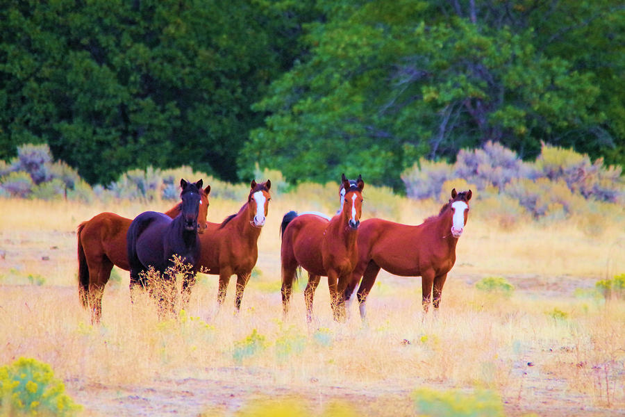 Curious Horses Photograph by Jeff Swan