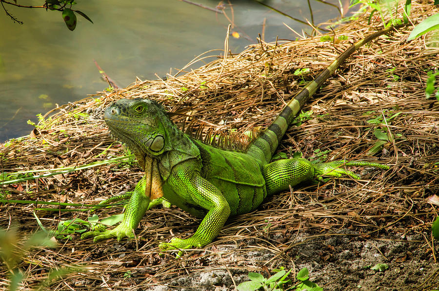 Curious Iguana Photograph by Wolfgang Stocker