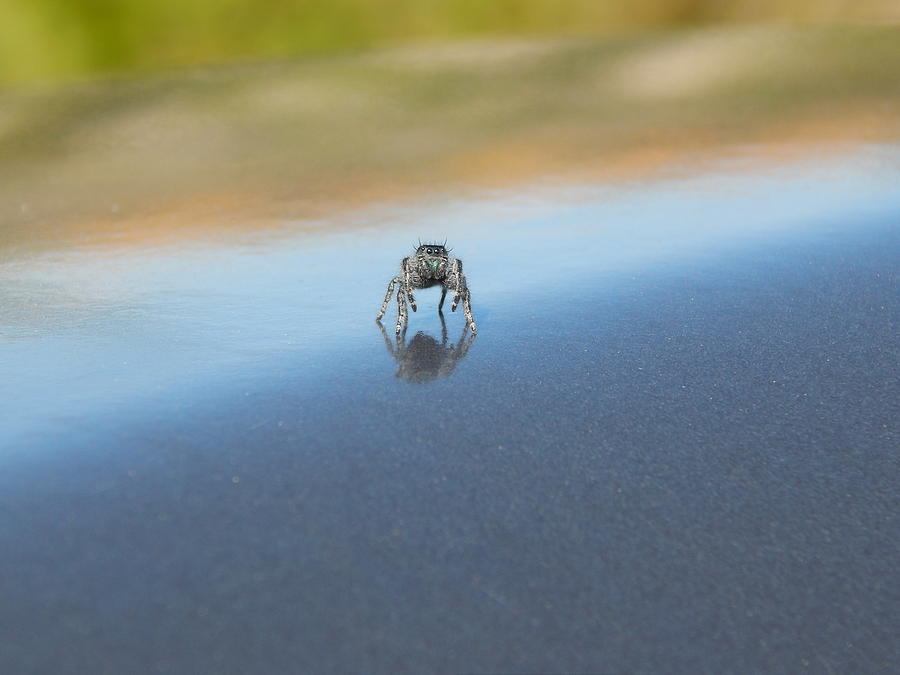 Spider Photograph - Curious Jumping Spider by Daniel McGaha