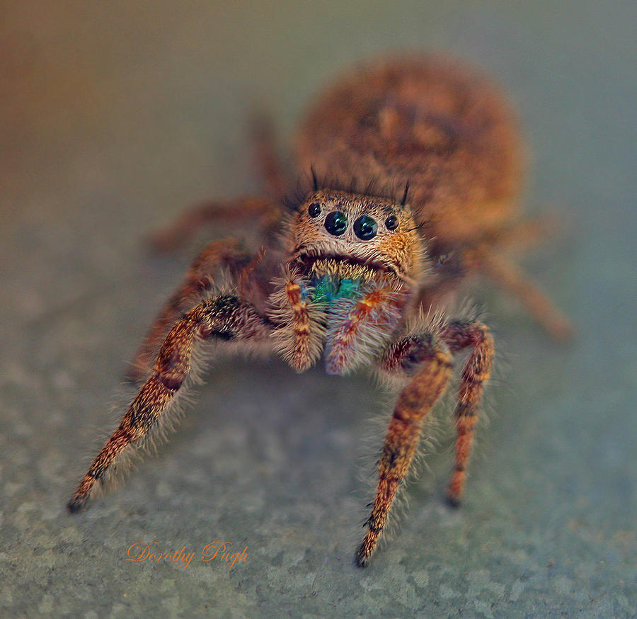 Curious Jumping Spider Photograph by Dorothy  Pugh