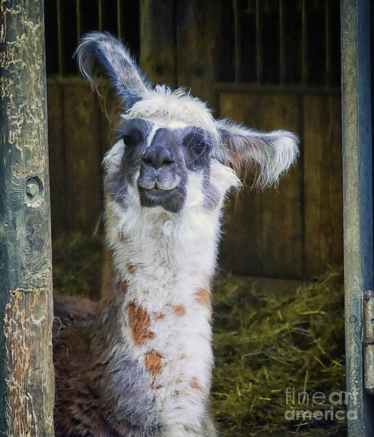 Llama Photograph - Curious by Jutta Maria Pusl