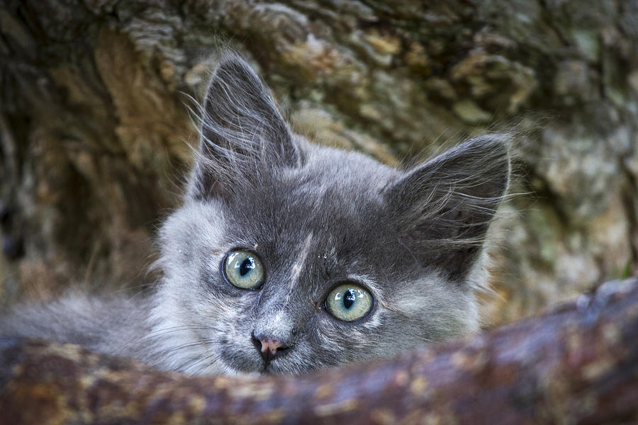 Curious kitten Photograph by Hitendra SINKAR