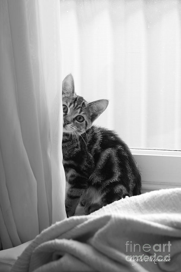 Cat Photograph - Curious Kitten by Layla Alexander