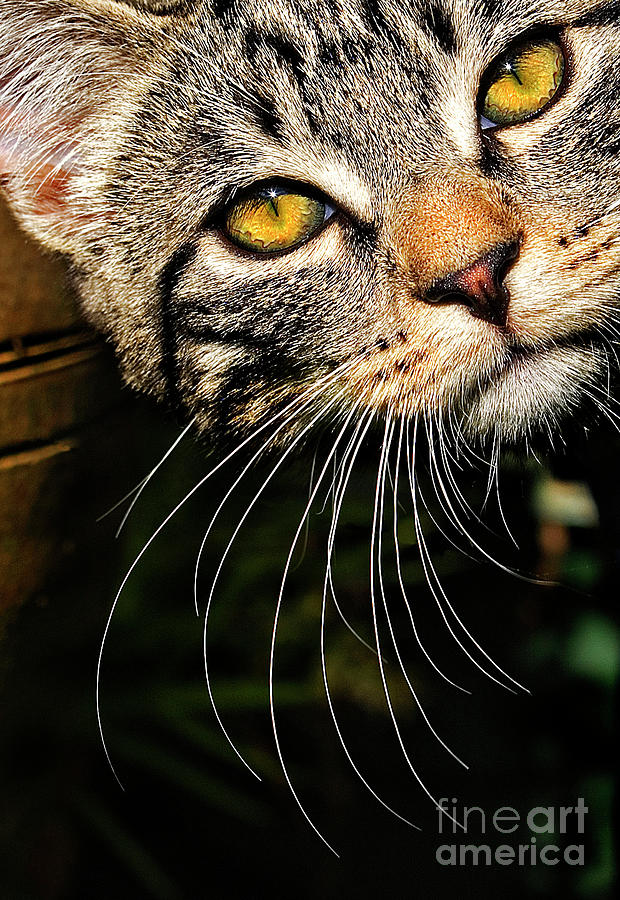 Cat Photograph - Curious Kitten by Meirion Matthias