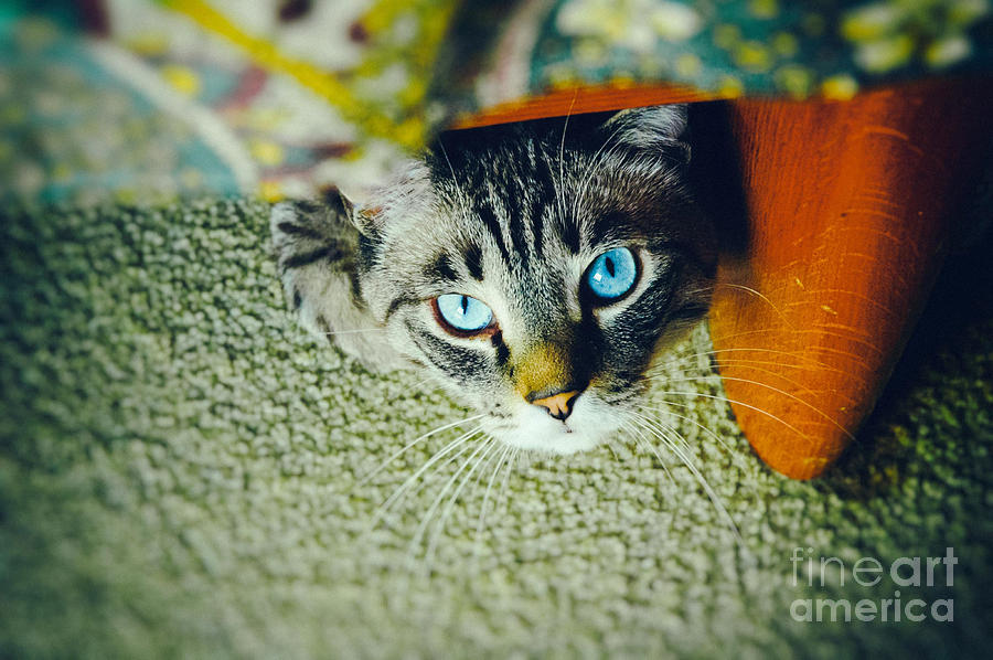 Curious kitty Photograph by Silvia Ganora
