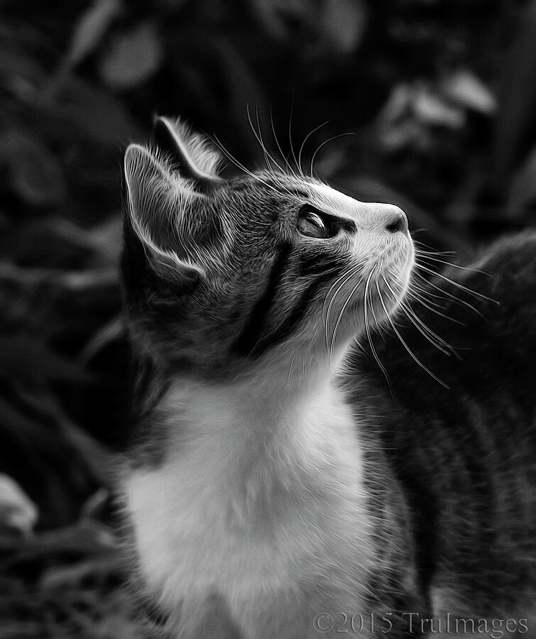 Curious Kitty Photograph by TruImages Photography