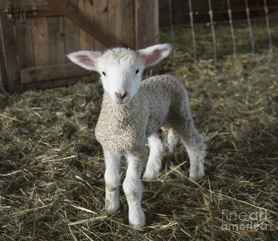 Curious Lamb  Photograph by Alana Ranney