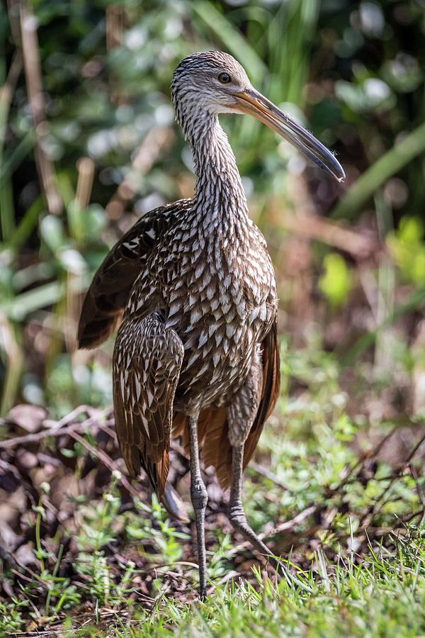 Curious Limpkin Photograph by Framing Places