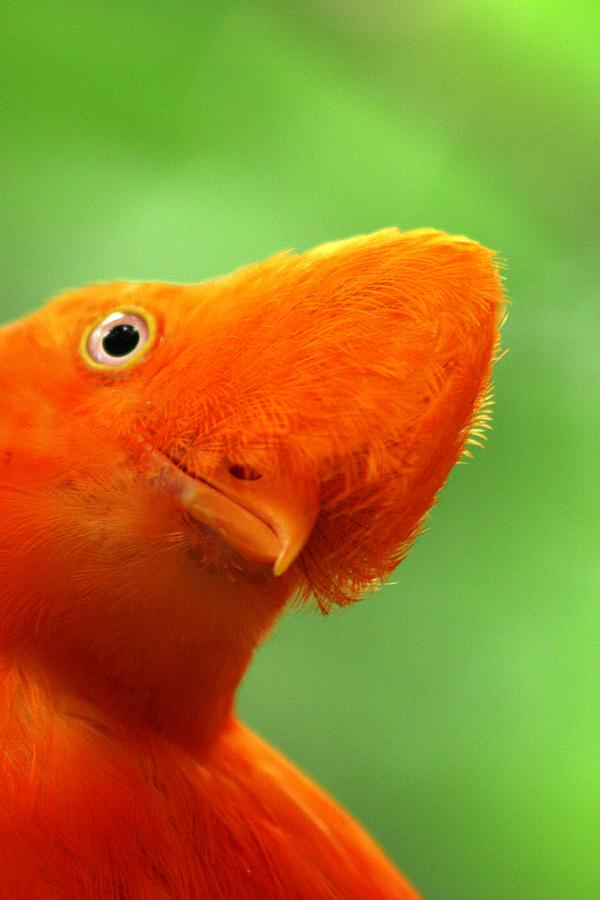 Orange Bird Photograph - Curious by Linda Russell