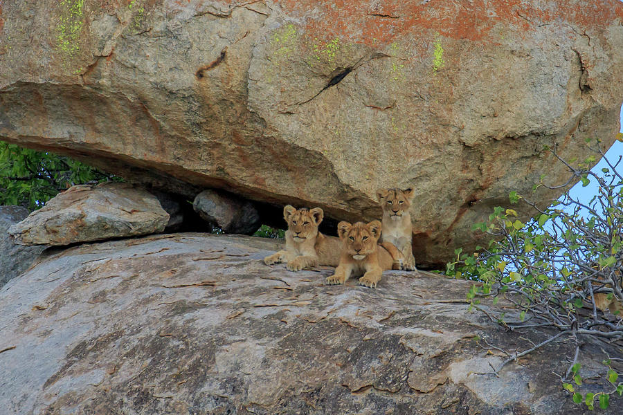 Curious Lion Cubs Photograph by Gary Hall