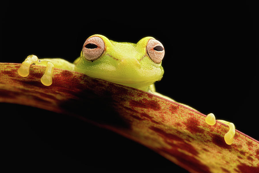 Curious little Amazonian tree frog Photograph by Dirk Ercken
