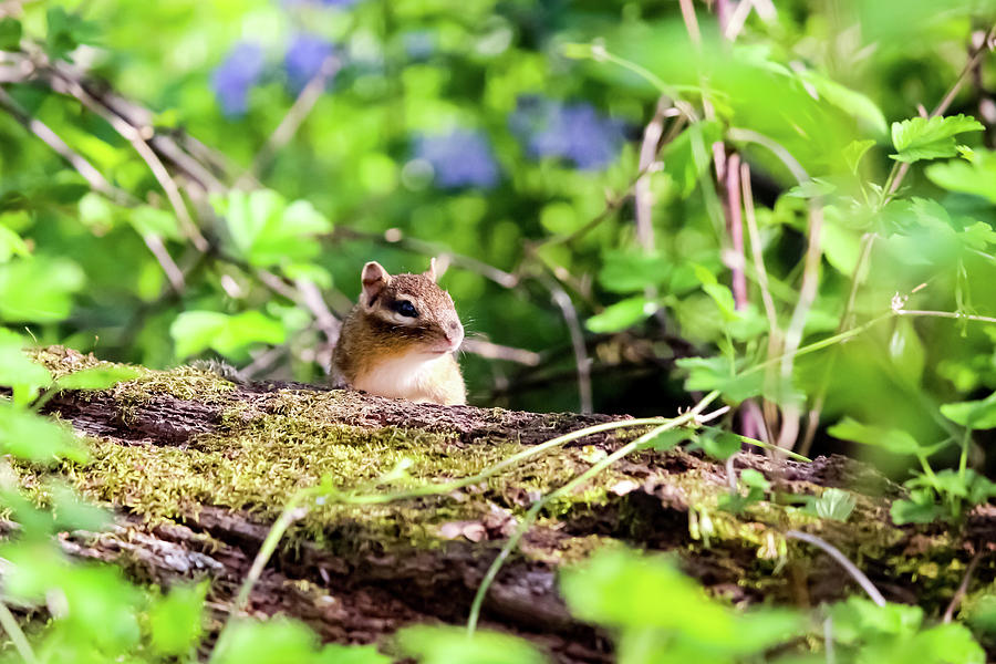 Animal Photograph - Curious Little Chipmunk by Cynthia Woods