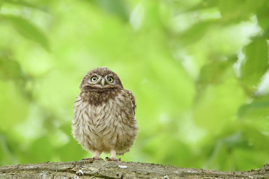 Owl Photograph - Curious Little Owl Chick by Roeselien Raimond