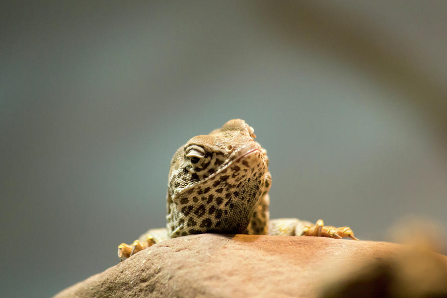 Curious Lizard Photograph by David Stasiak