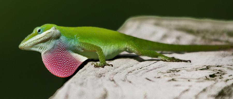 Curious Lizard Photograph by Paulette Thomas - Fine Art America