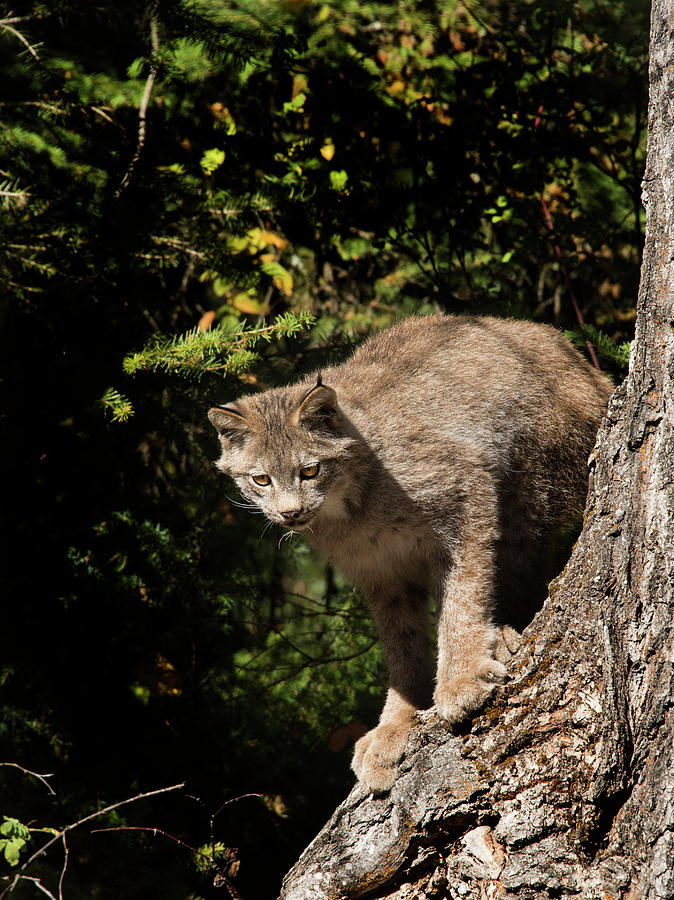 Lynx Photograph - Curious Lynx by Roy Nierdieck Lynx Photograph - Curious Lynx by Roy Nierdieck