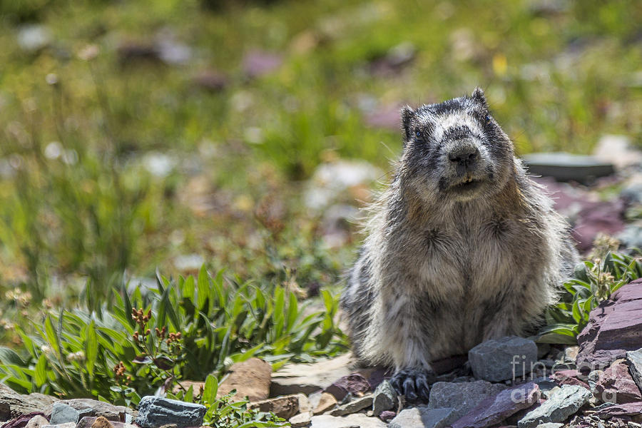 Curious Marmot Photograph by Jemmy Archer