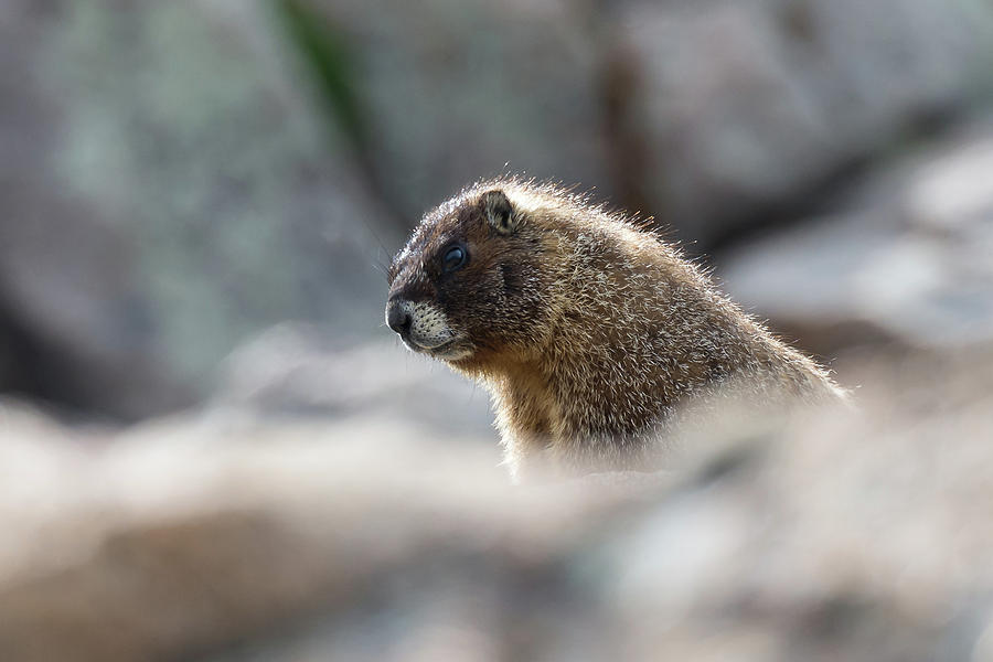 Curious Marmot Photograph by Mark Little