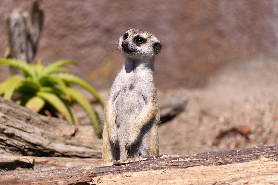 Curious Merkat Photograph by Stephen Athea - Pixels