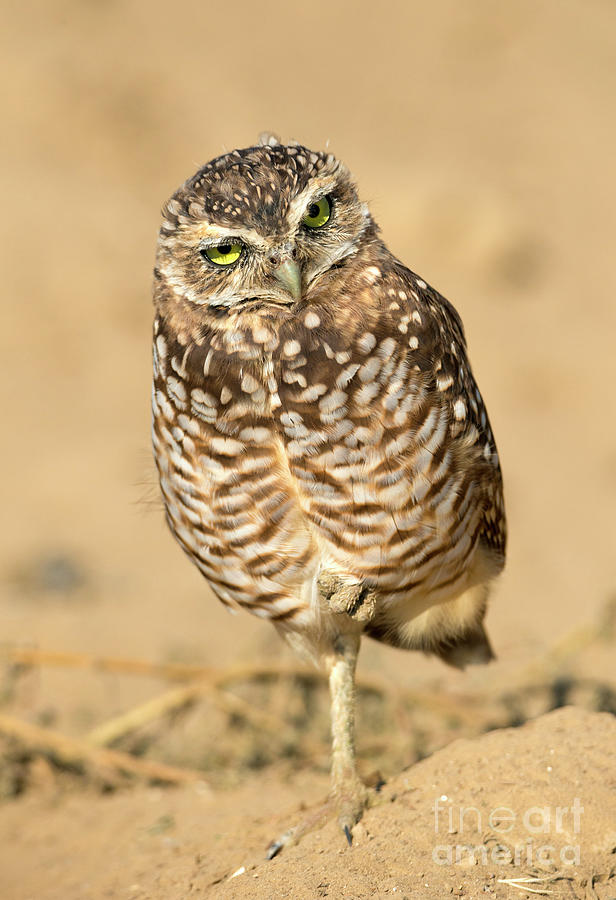 Curious Owl Photograph by Michael Dawson