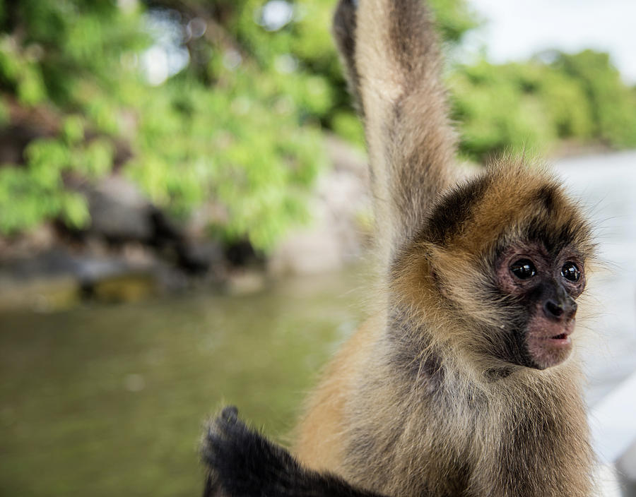 Wildlife Photograph - Curious Monkey by Michael Santos
