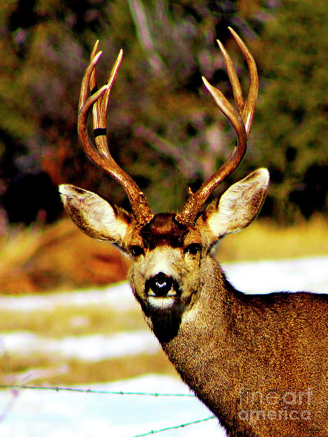 Deer Photograph -  Curious Mule Deer Buck Portrait by Dale E Jackson