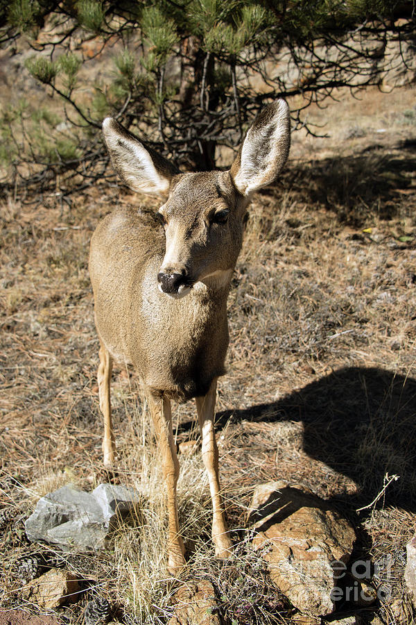 Curious mule deer doe closeup Photograph by Georgia Evans - Fine Art ...