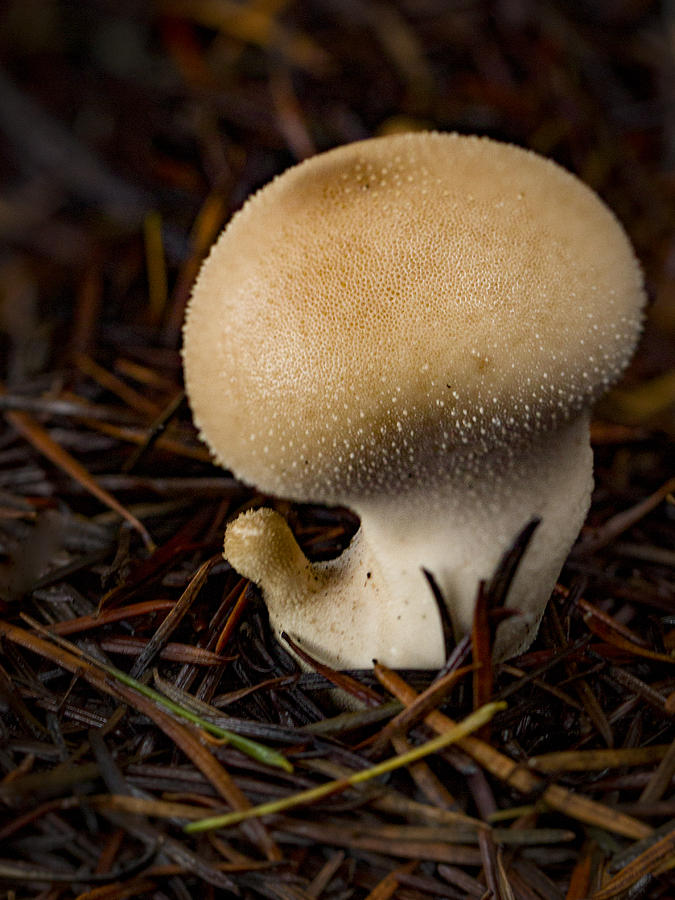 Curious Mushroom Photograph by Jean Noren