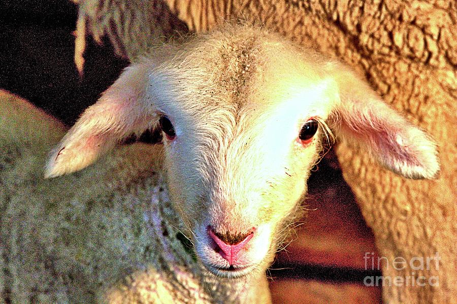 Sheep Photograph - Curious Newborn lamb by Carole Martinez