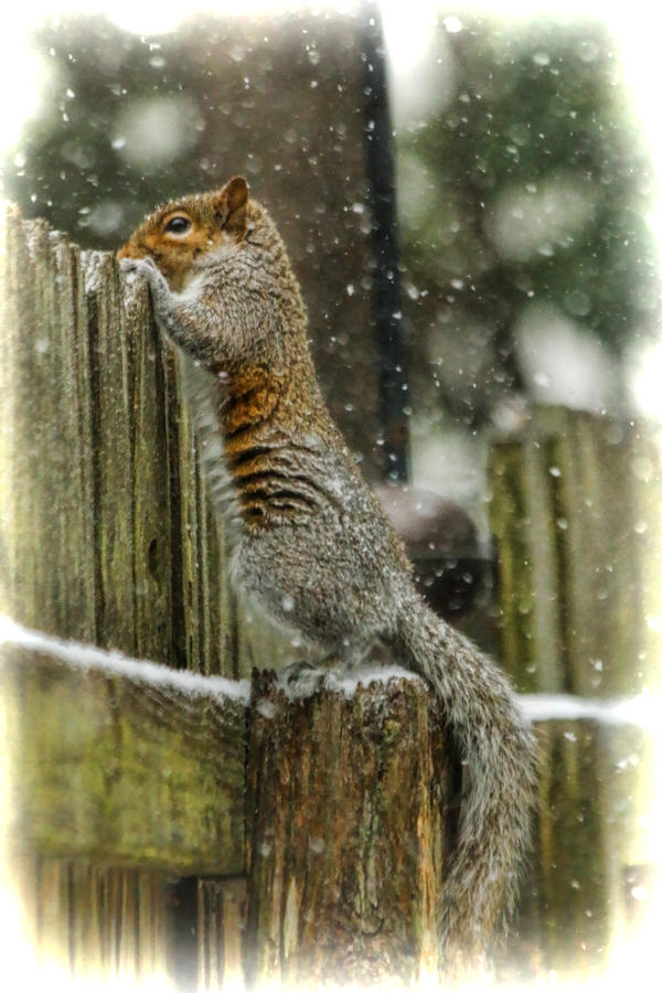 Curious On A Snowy Day Photograph by Ola Allen