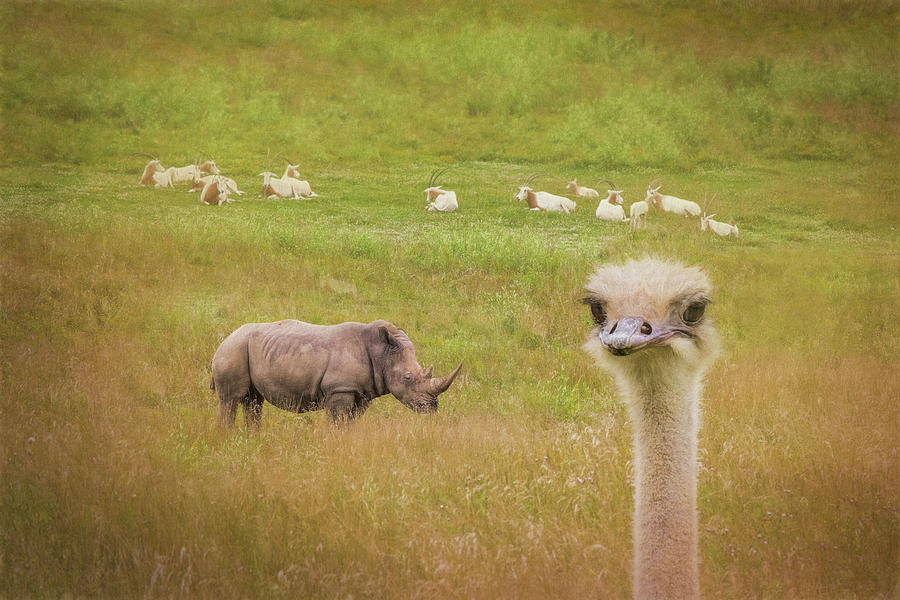 Animal Photograph - Curious Ostrich and White Rhino by Tom Mc Nemar