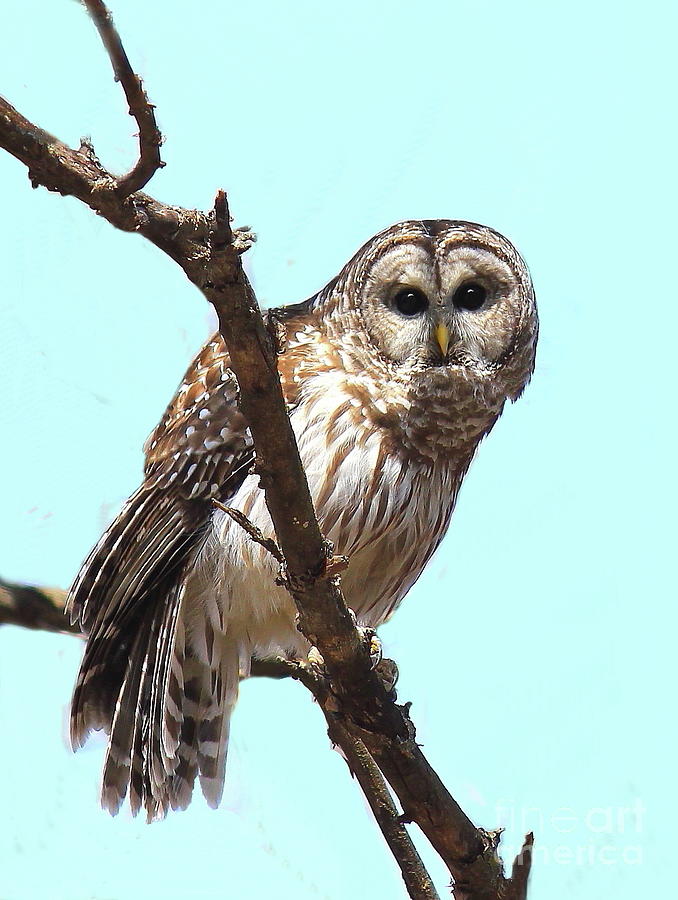 Curious Owl Photograph by Gail Huddle - Fine Art America