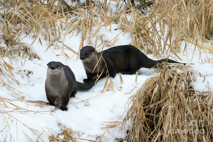 Otter Photograph - Curious Pair by Michael Dawson