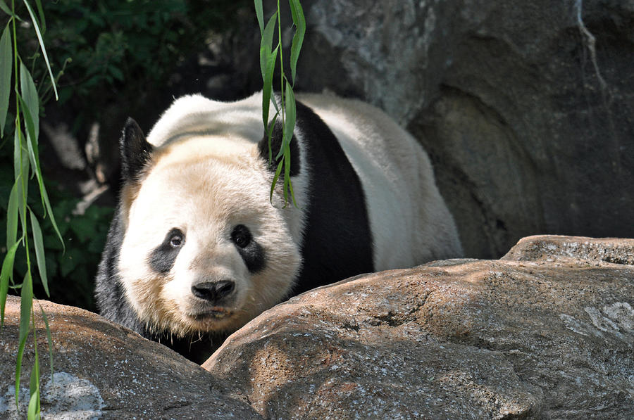 Curious Panda Photograph by Teresa Blanton